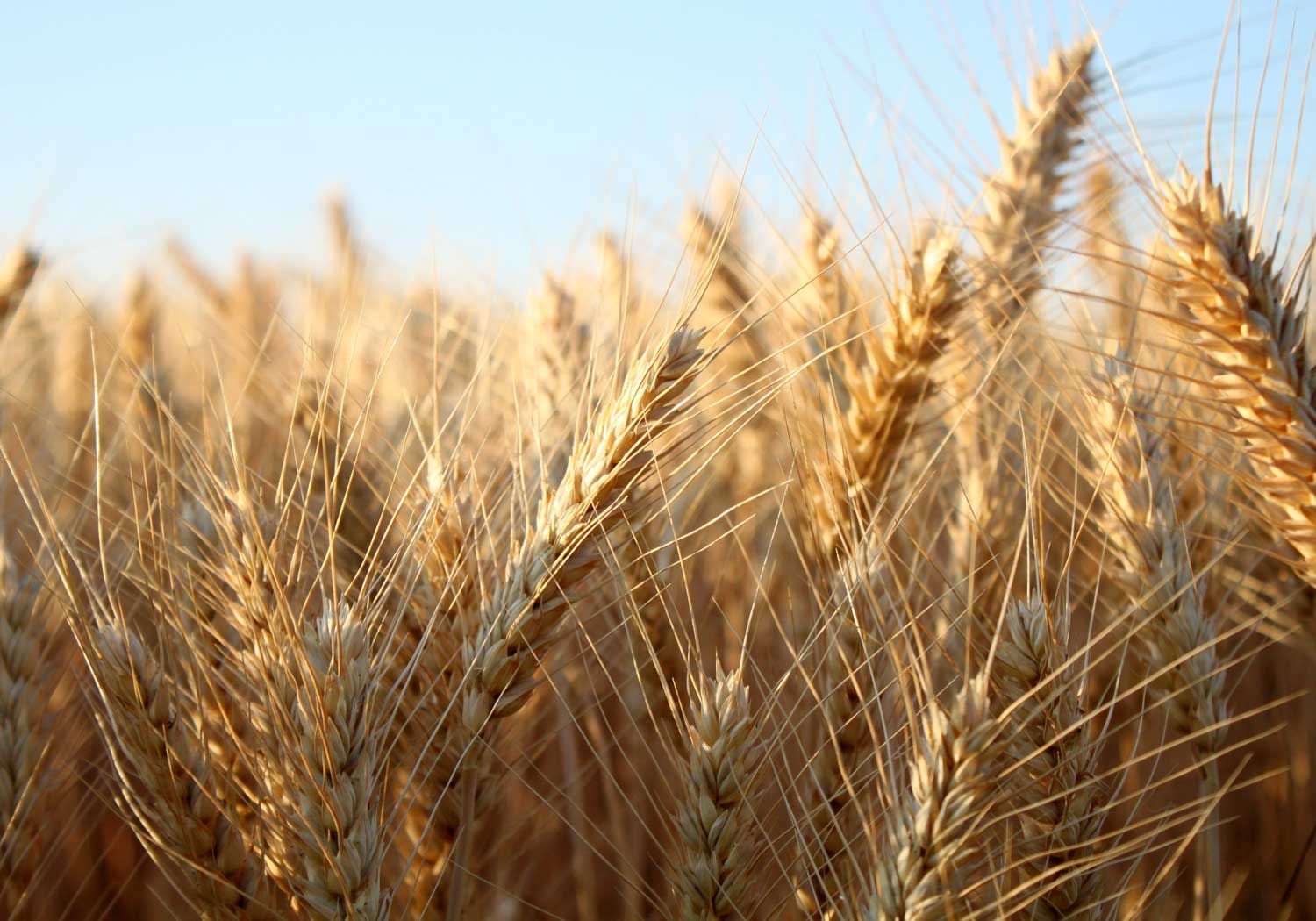 Barley Malt Extract
