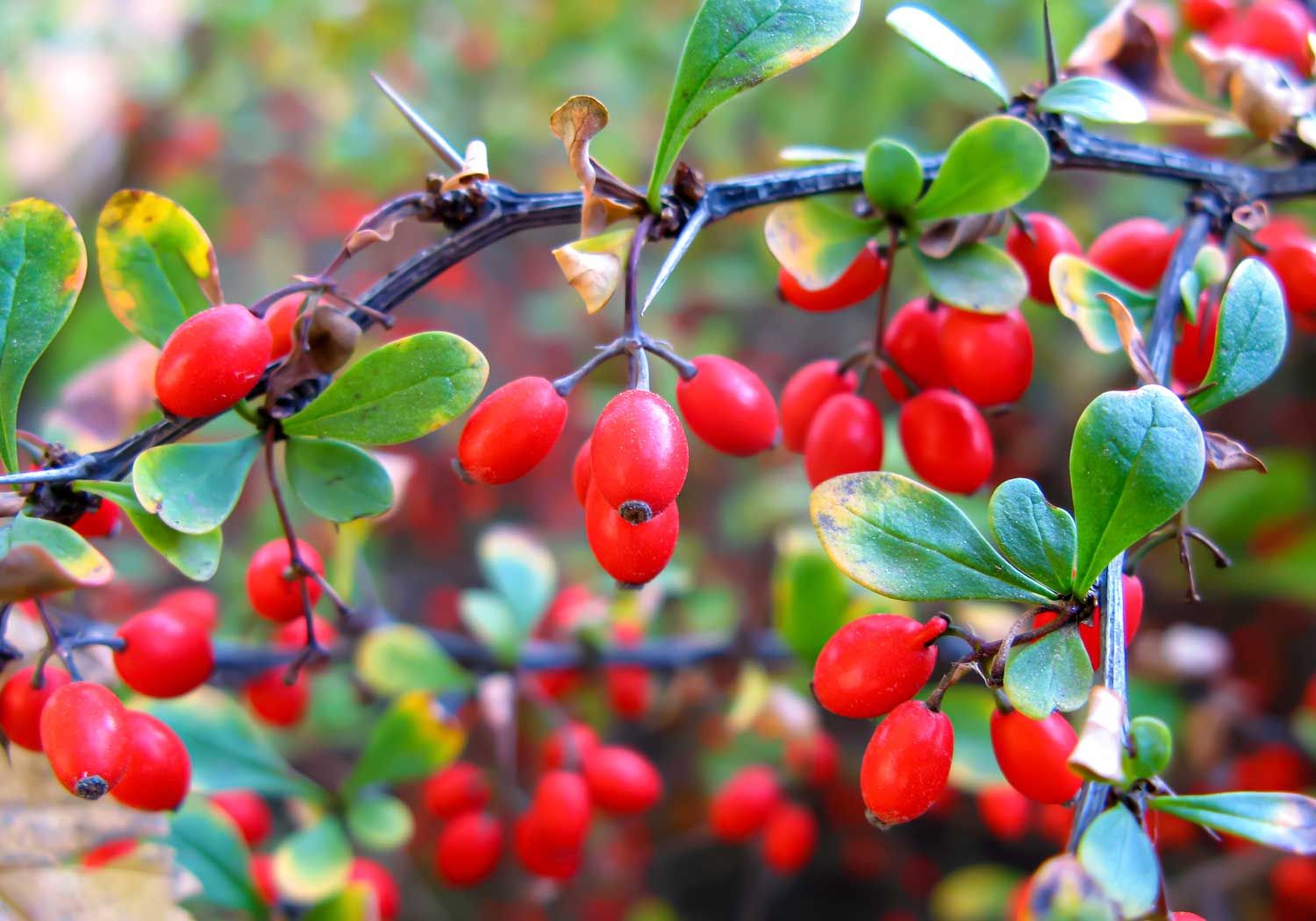 Berberine HCl