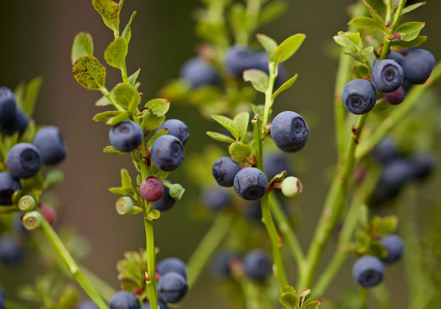 Bilberry Extract