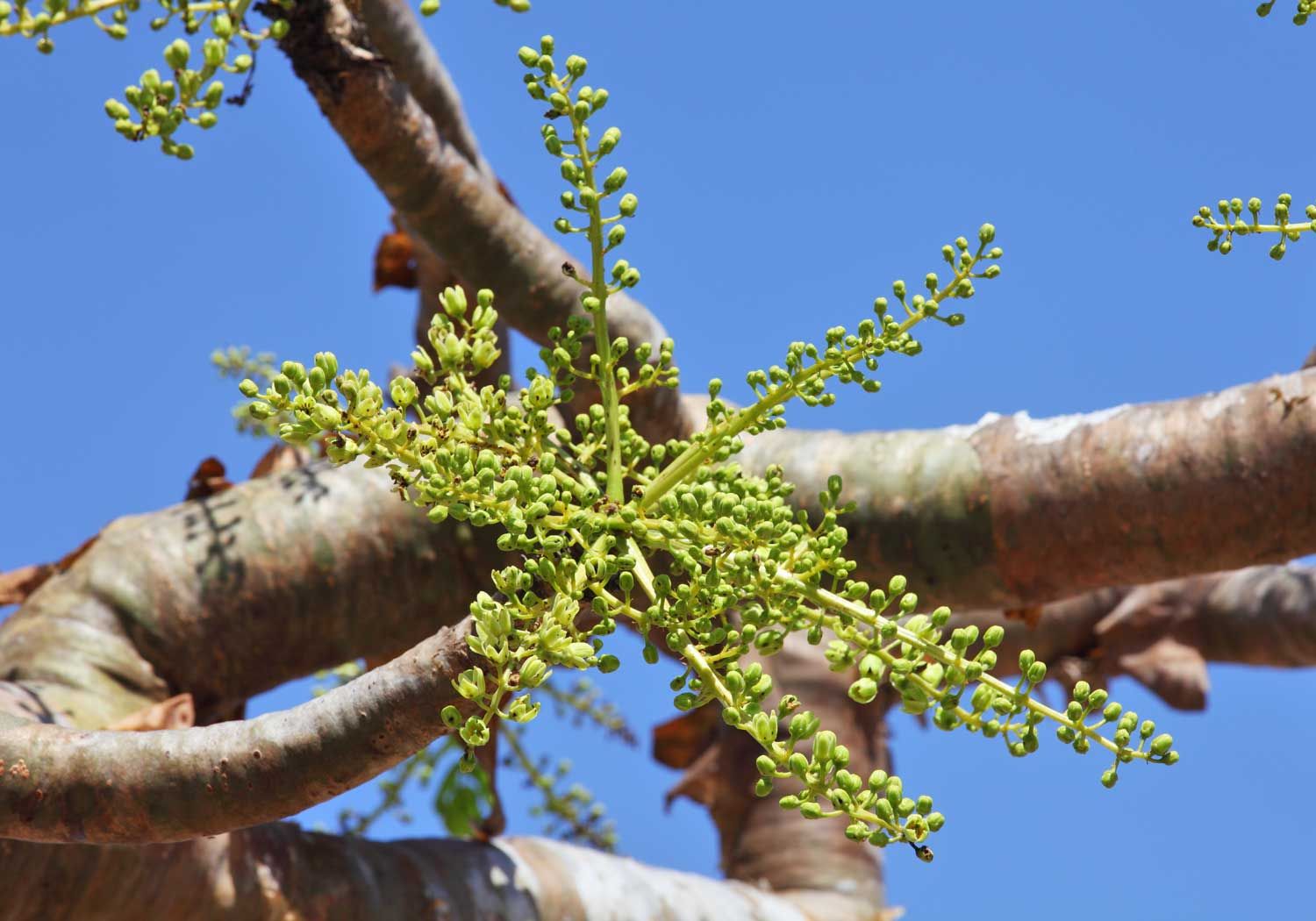 Boswellia Serrata Extract