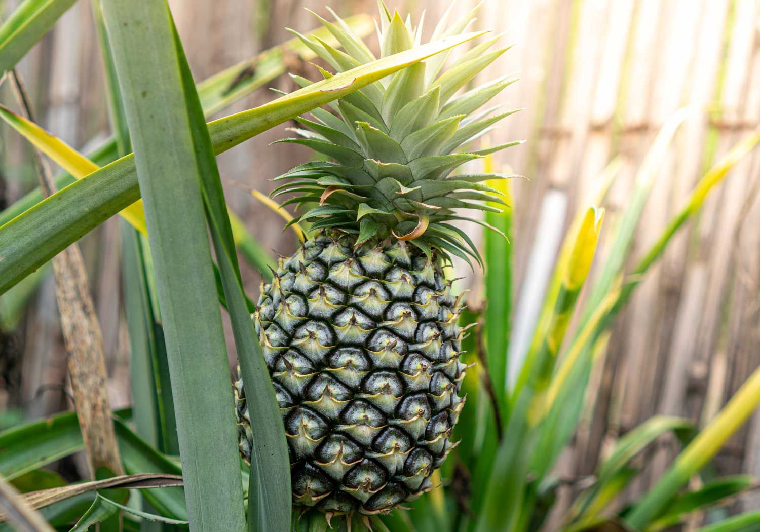 Bromelain