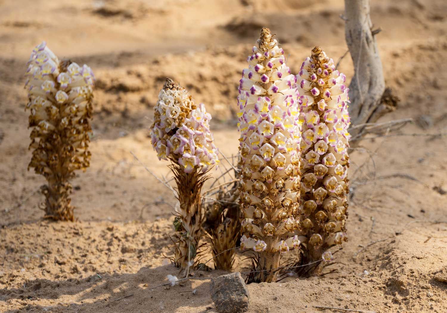 Cistanche Deserticola Extract