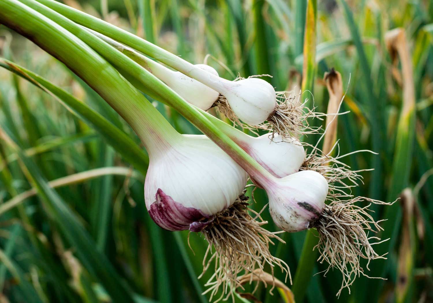 Garlic Extract (1% Allinin)