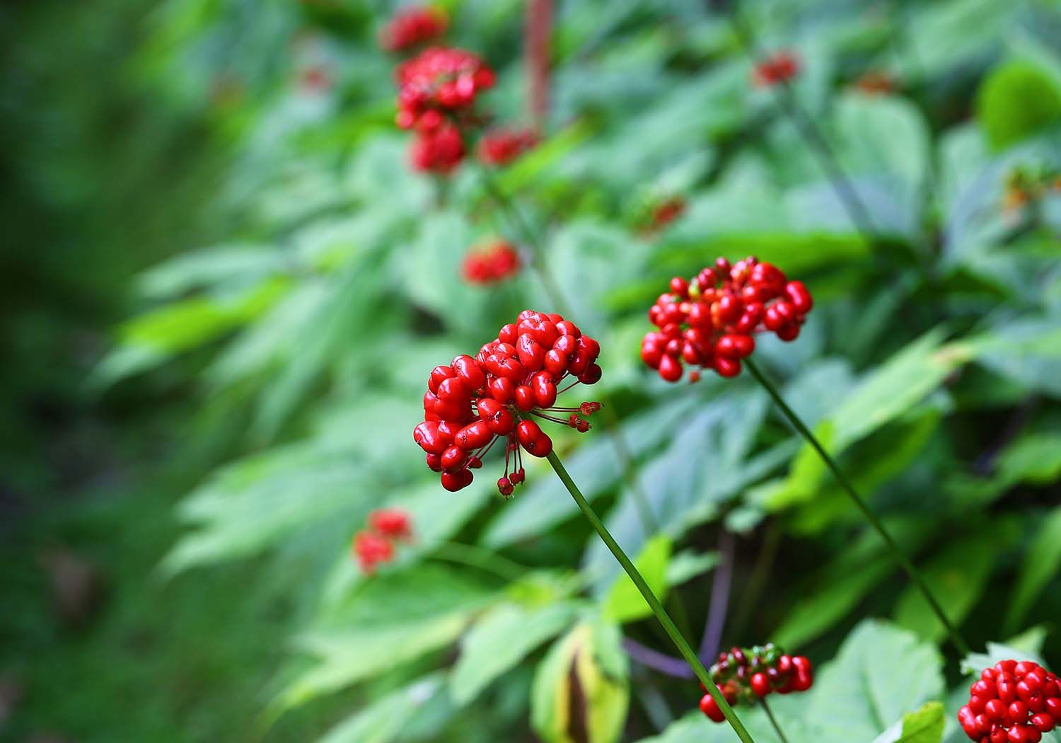 Ginseng Extract