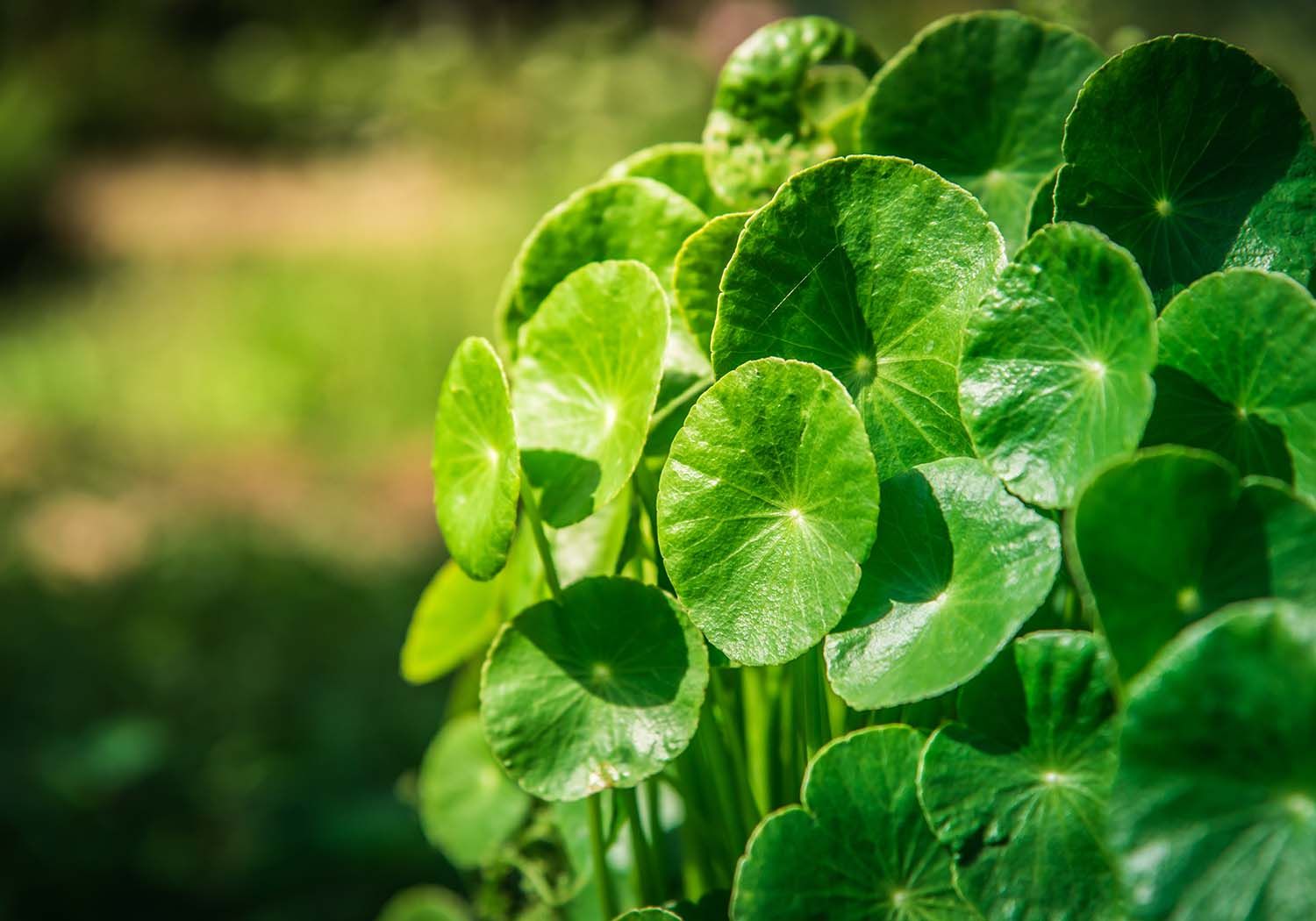 Gotu Kola Extract