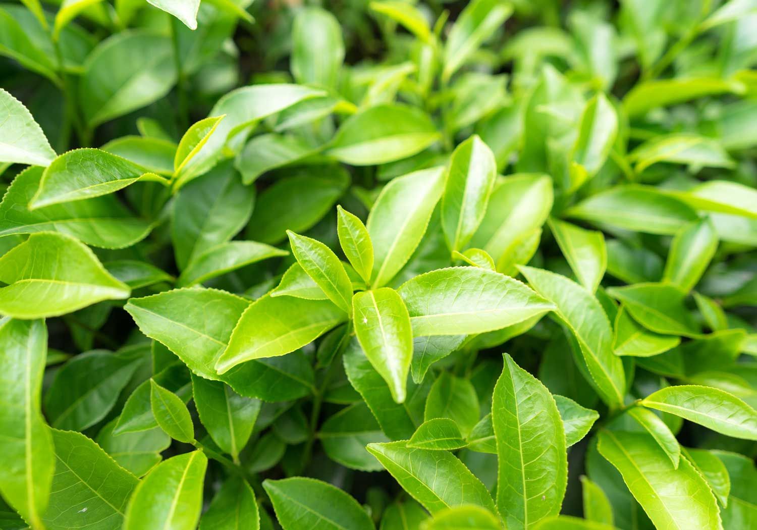 Green Tea Extract