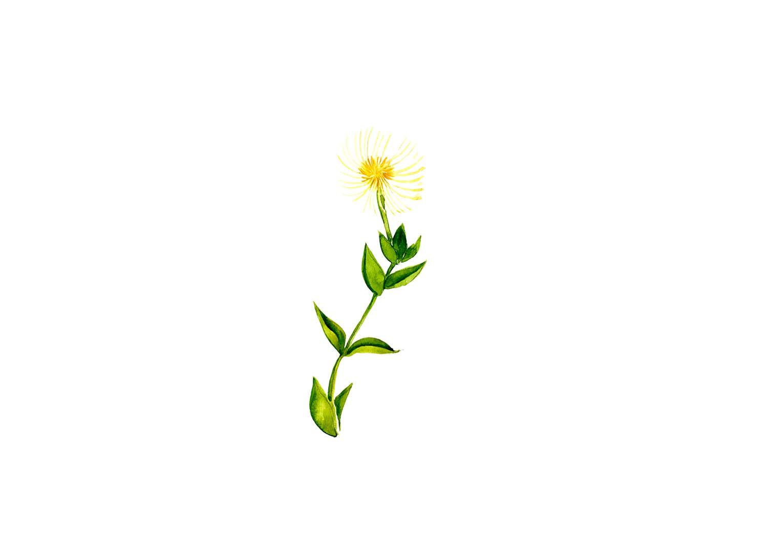 Kanna Extract