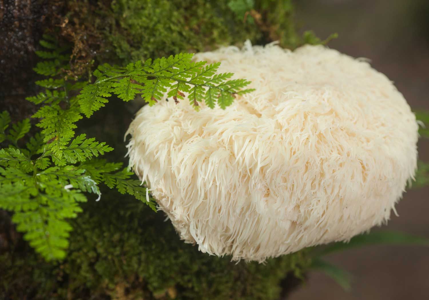 Lion's Mane Extract