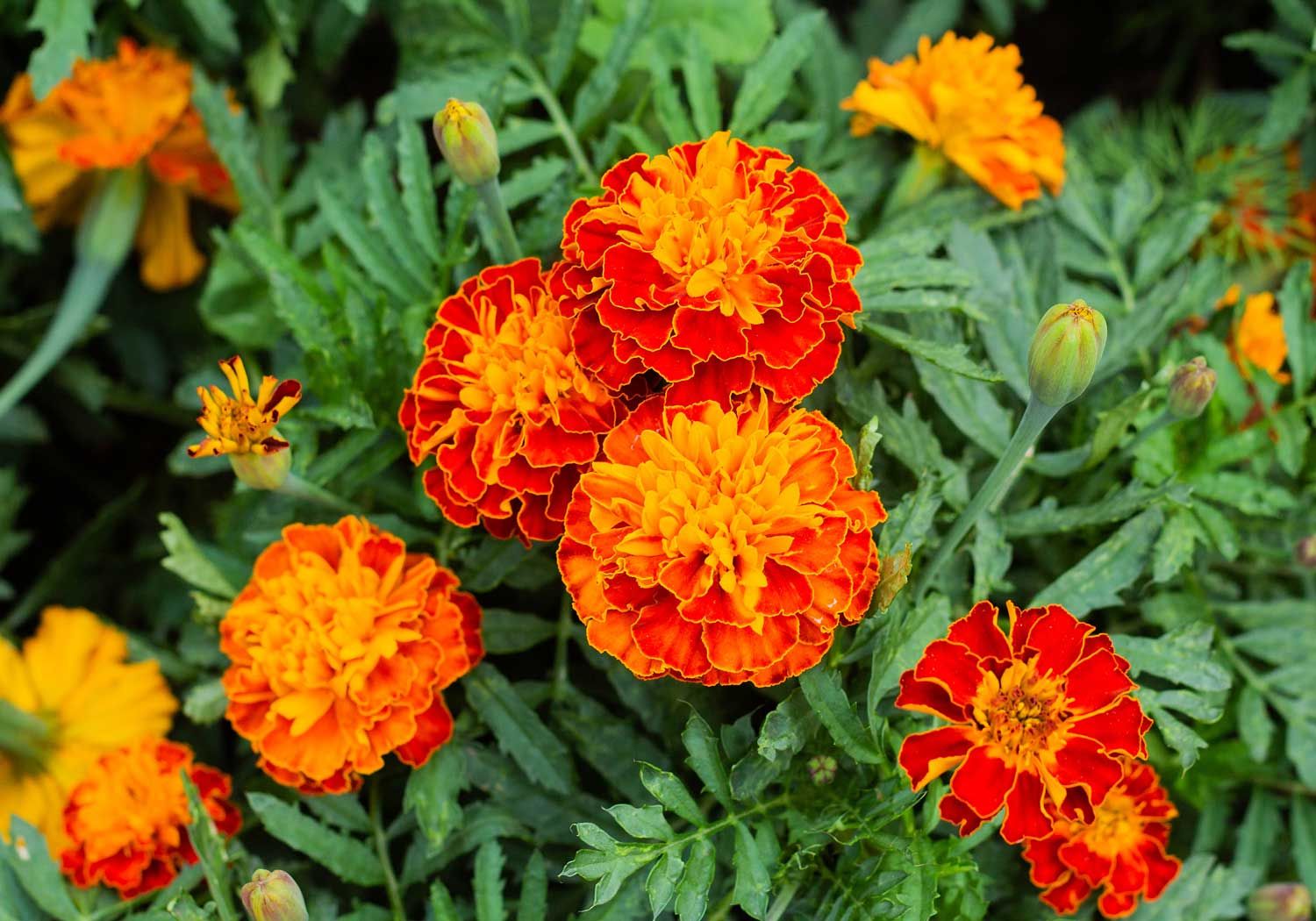 Lutein
