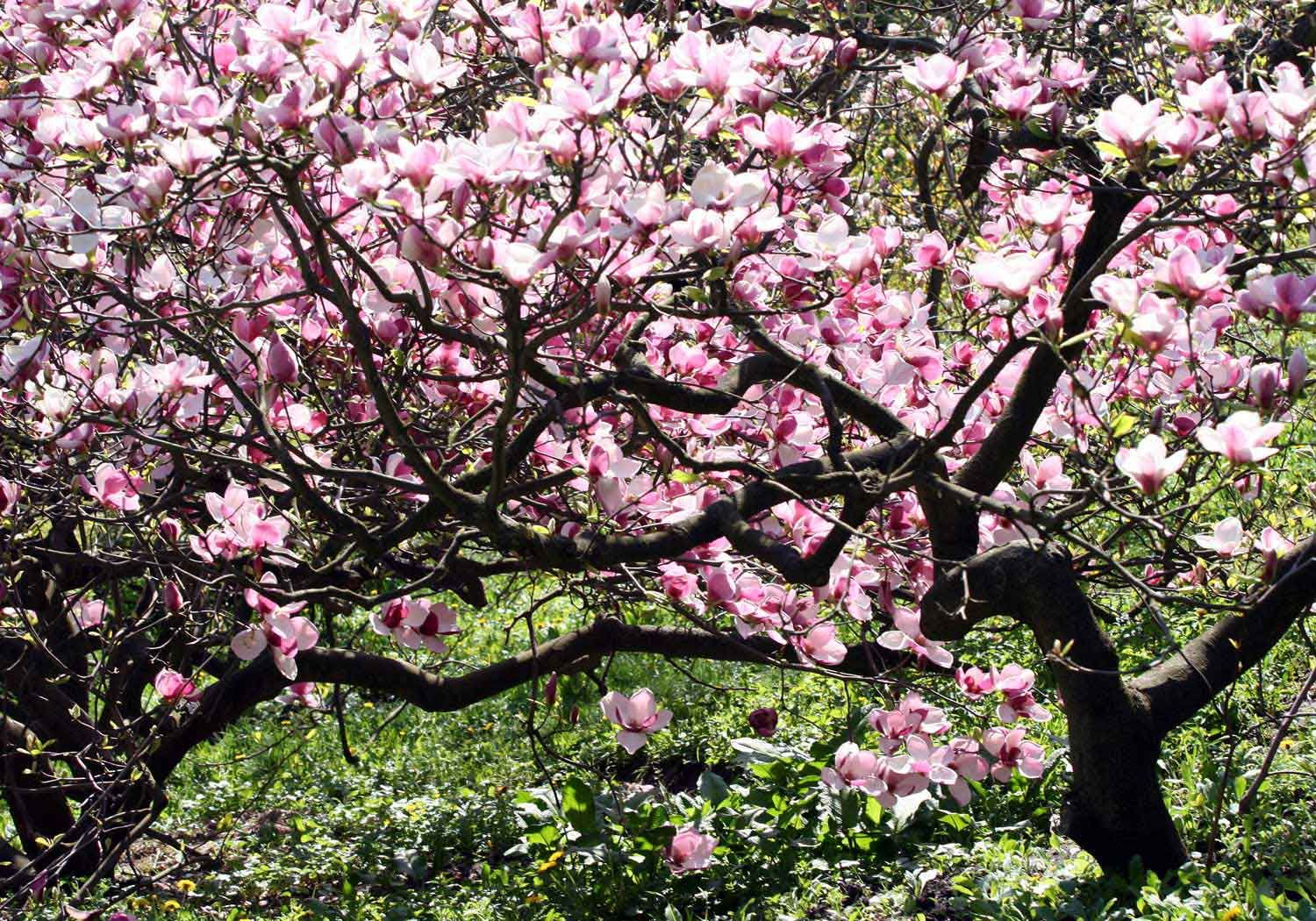 Magnolol