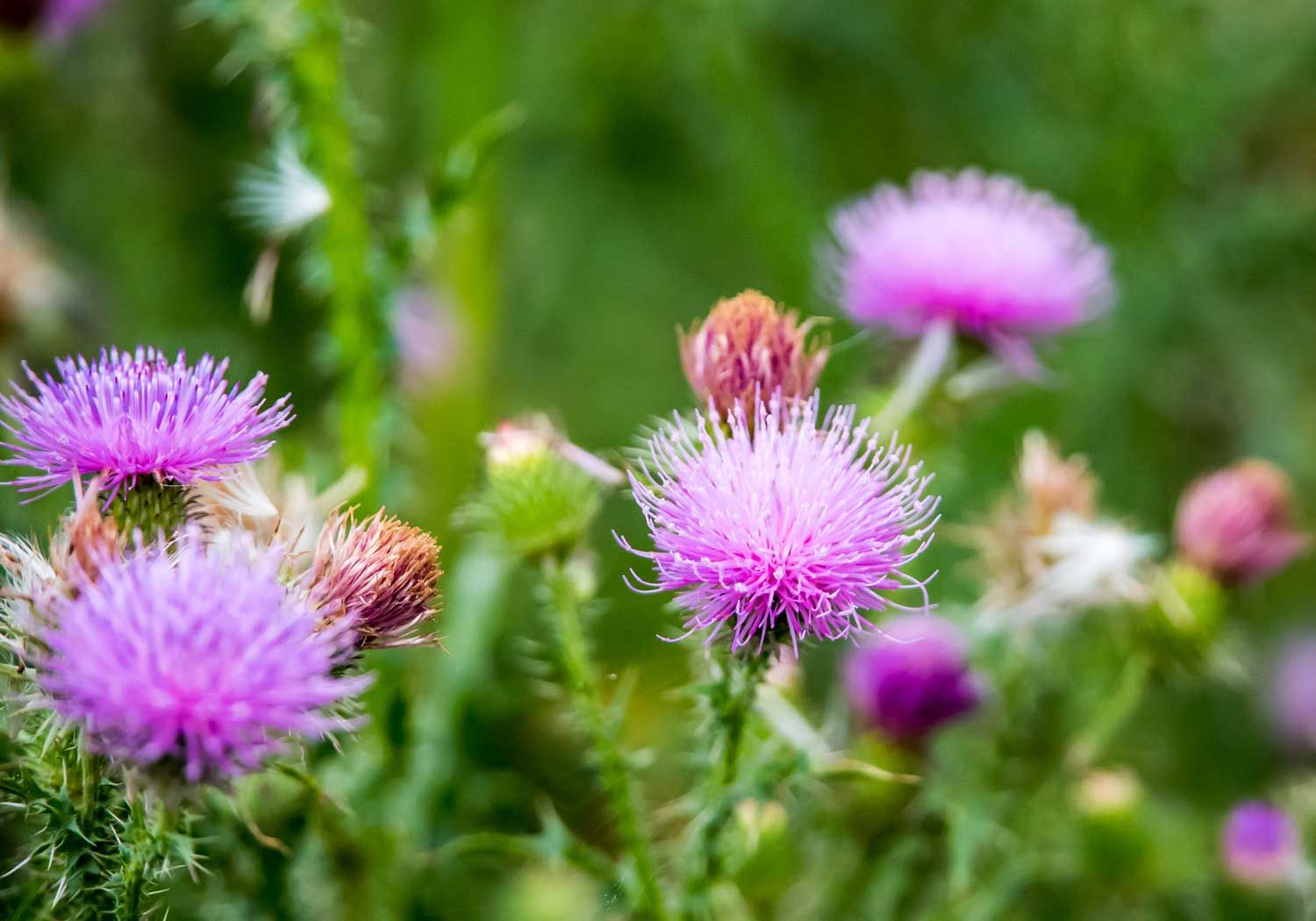 Milk Thistle Extract
