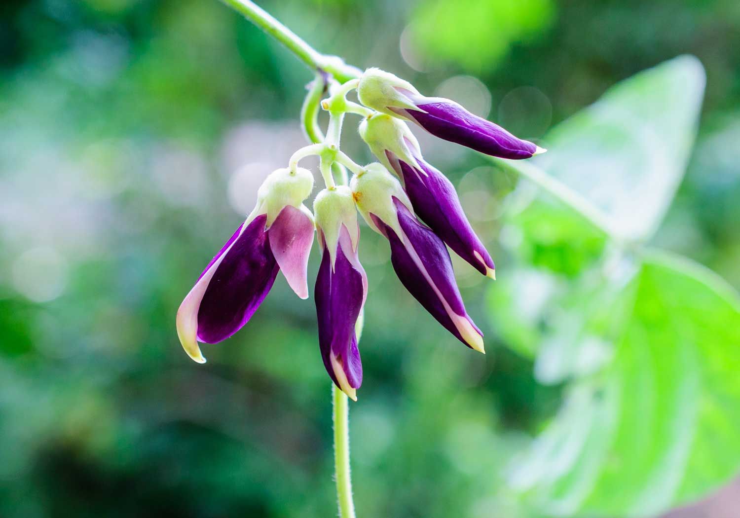 Mucuna Pruriens Extract