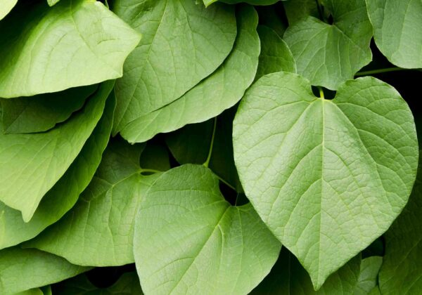 Noble Vanuatu Kava Root Extract (30% Kavalactones / <0.01% Flavokawains)