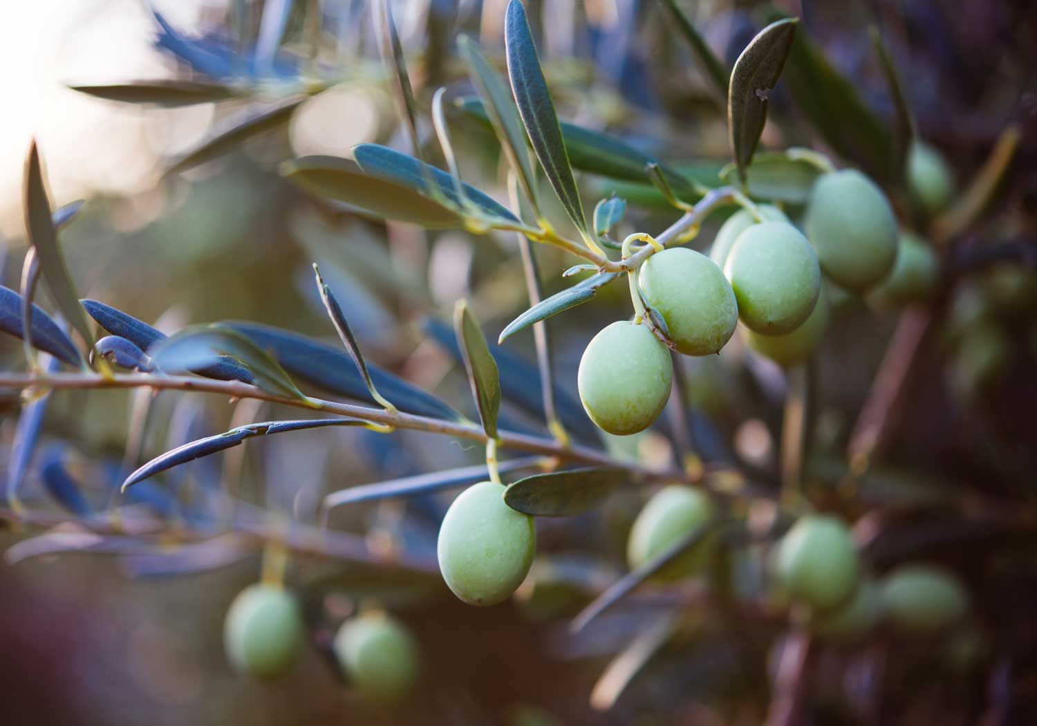Olive Leaf Extract