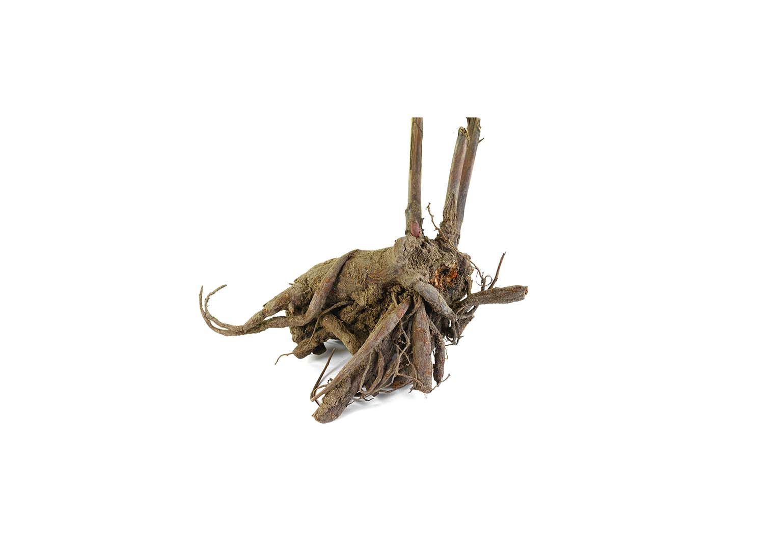 Peony Root Extract