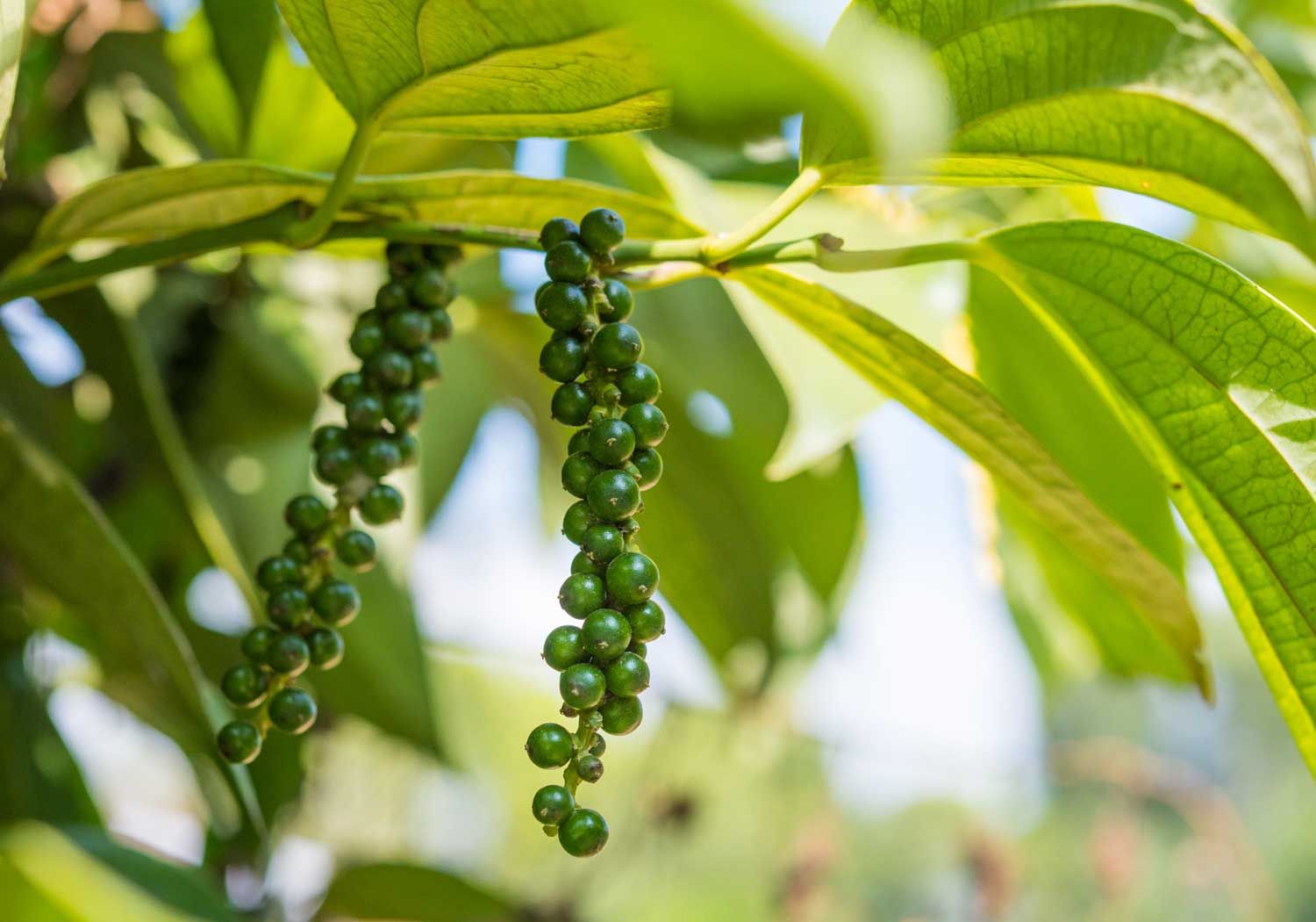 Piperine (Black Pepper Extract)