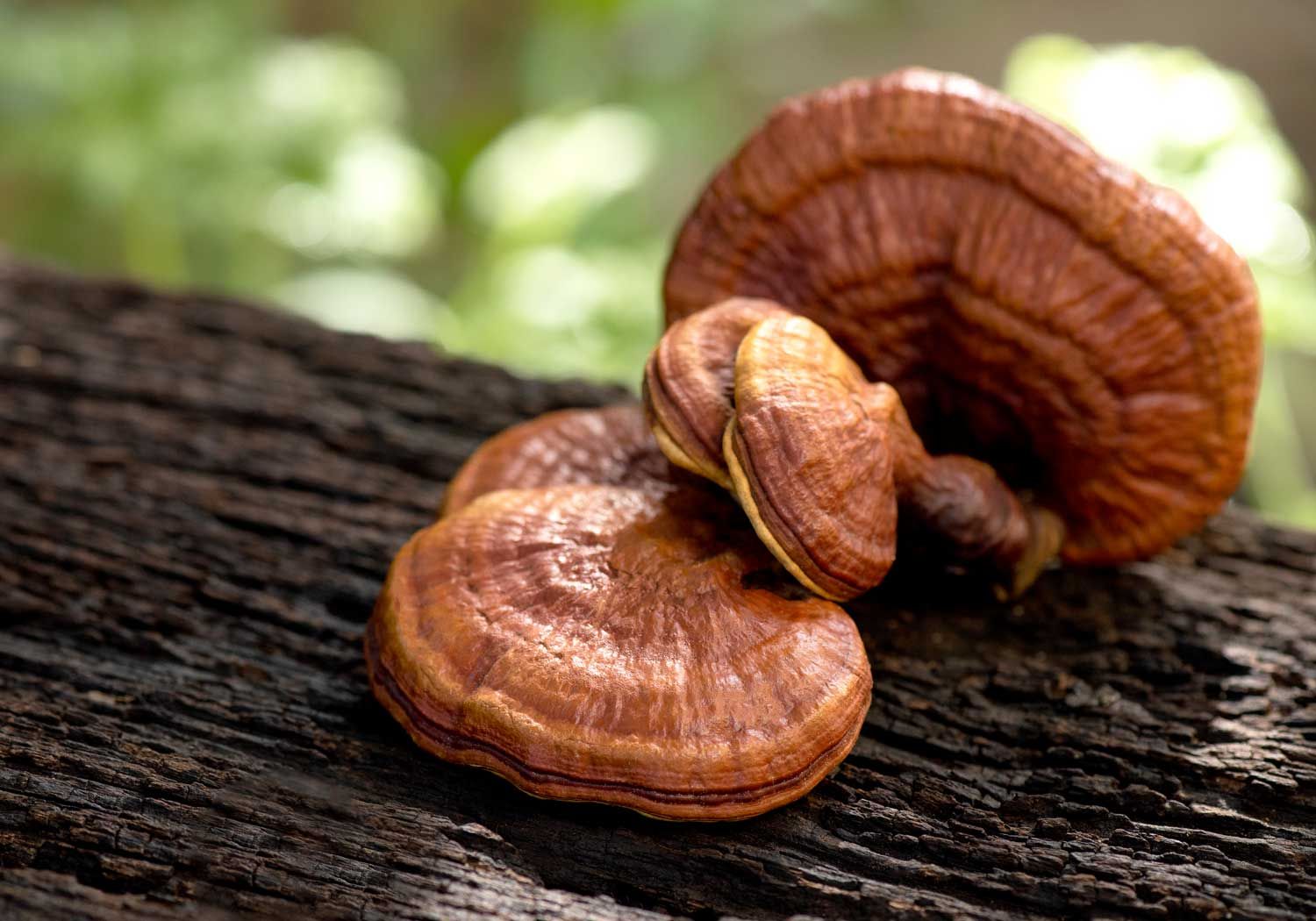 Reishi Dual Extract