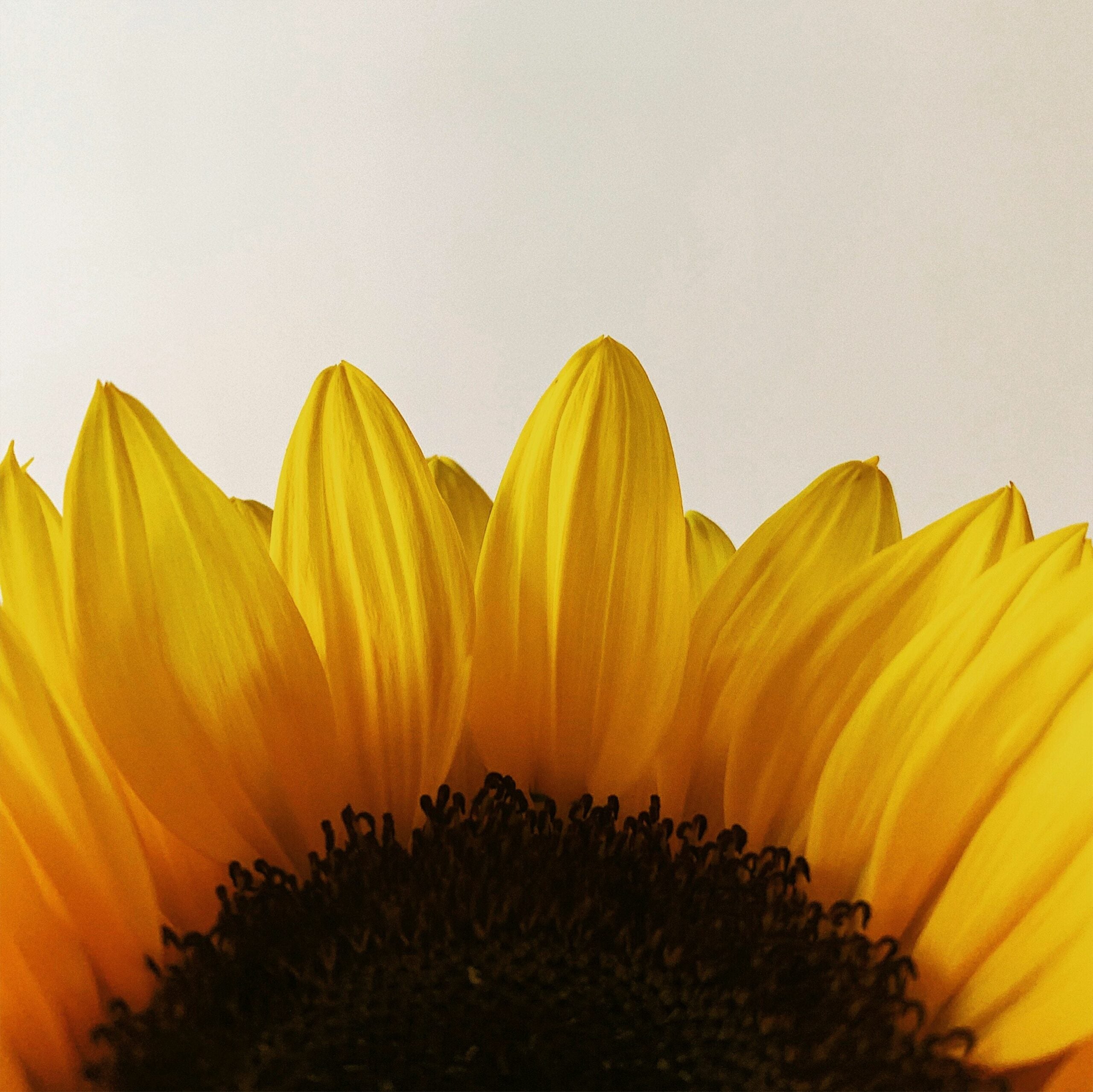 Sunflower Lecithin