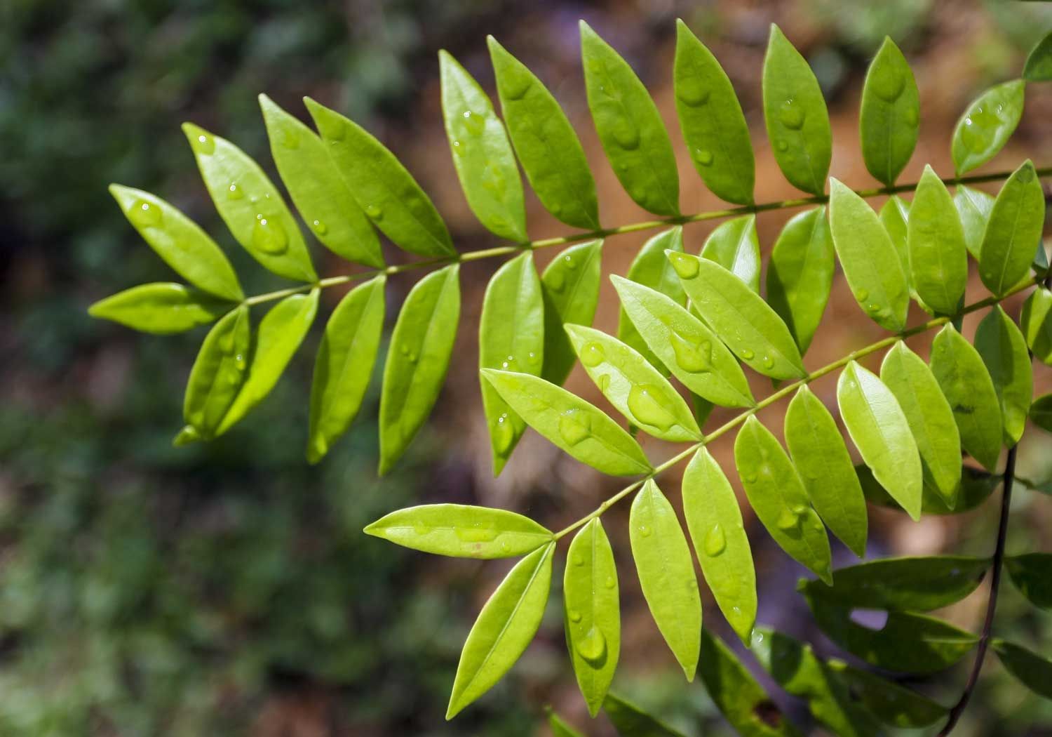 Tongkat Ali Extract