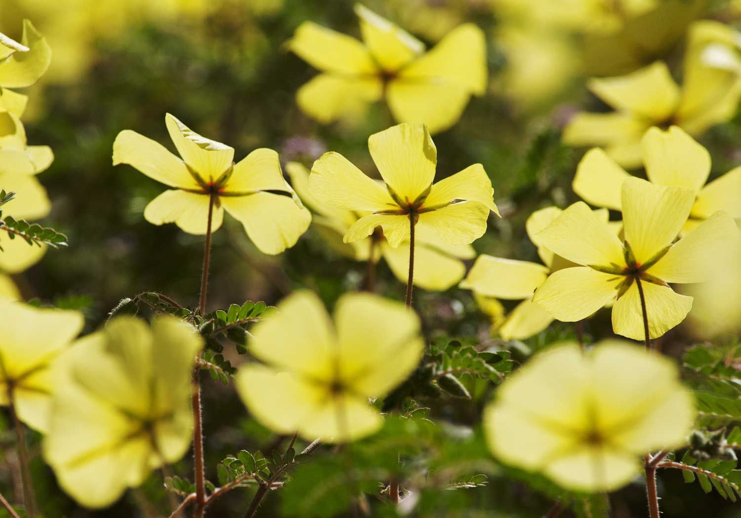Tribulus Terrestris Extract