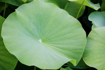 Lotus Leaf Extract >90% Nuciferine