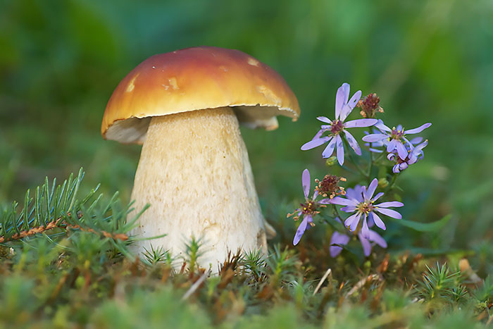 Uridine Monophosphate