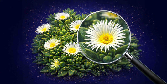 What is Kanna? The Complete Guide to Sceletium Tortuosum