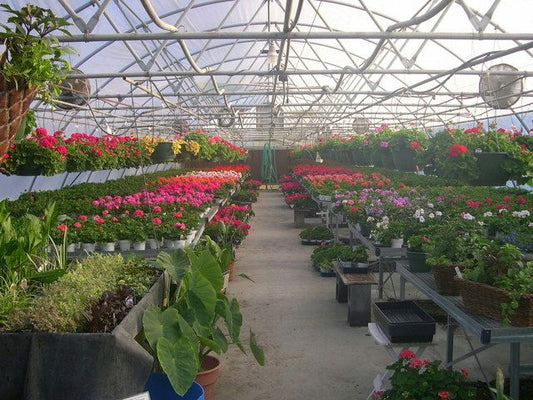 Wide angle view of a green house.