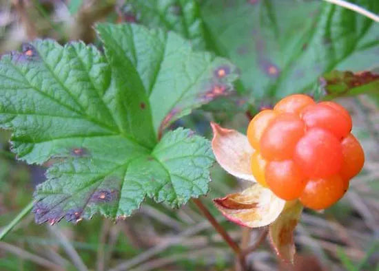 Natural Cloudberry Flavors