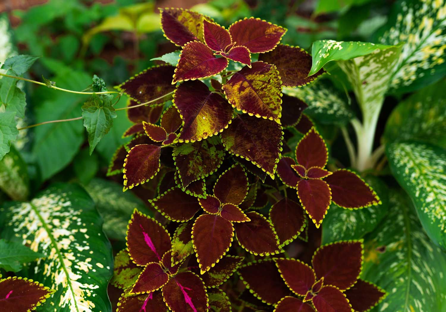 Coleus Forkohlii Extract