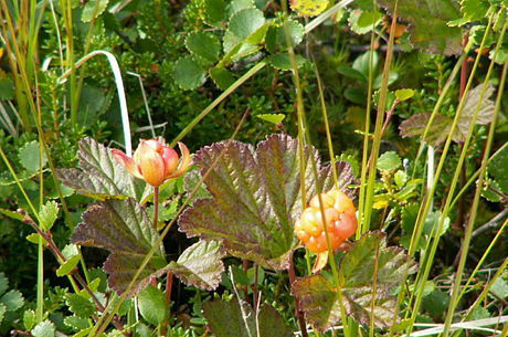 Natural Cloudberry Flavors