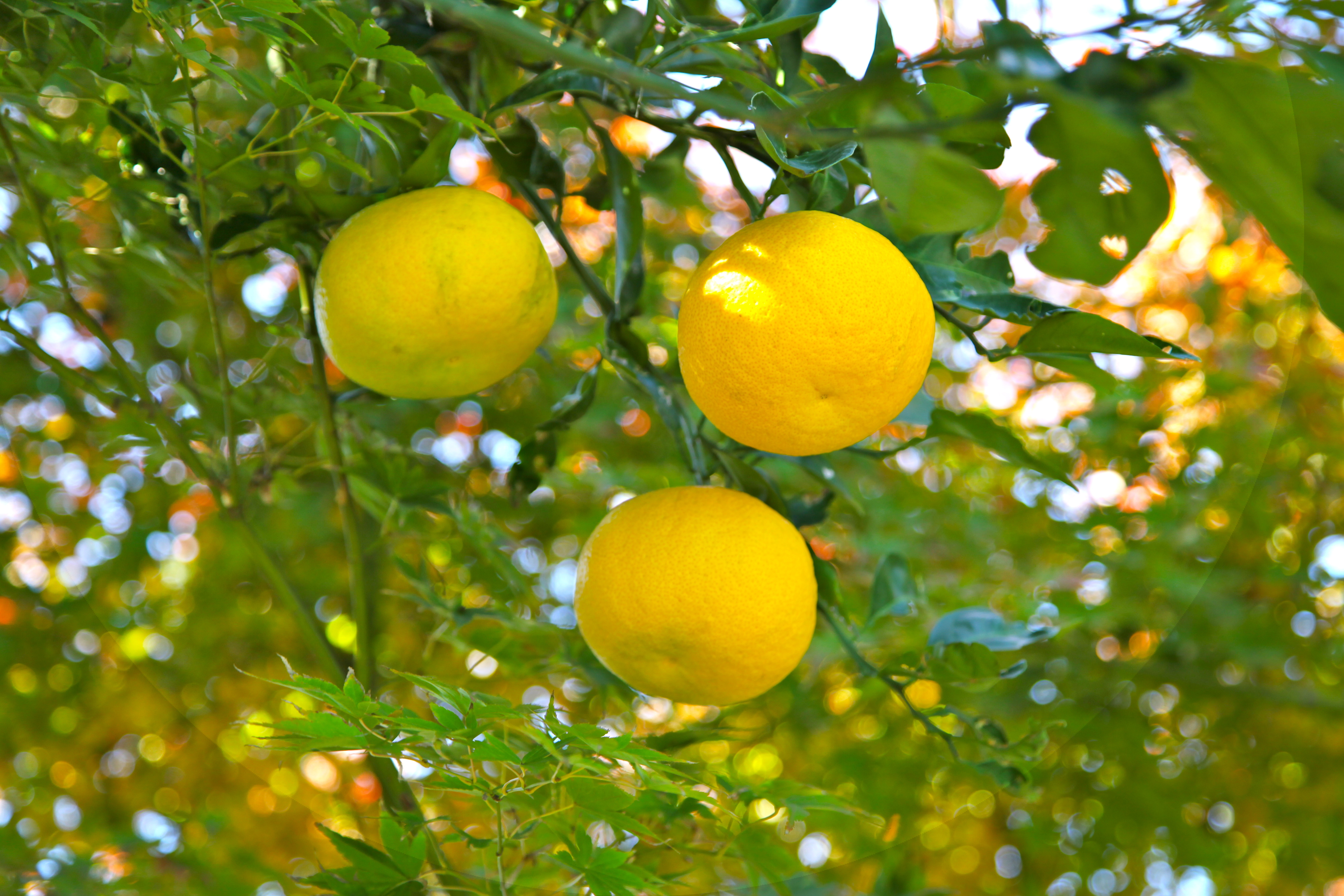 Fruit Pectin