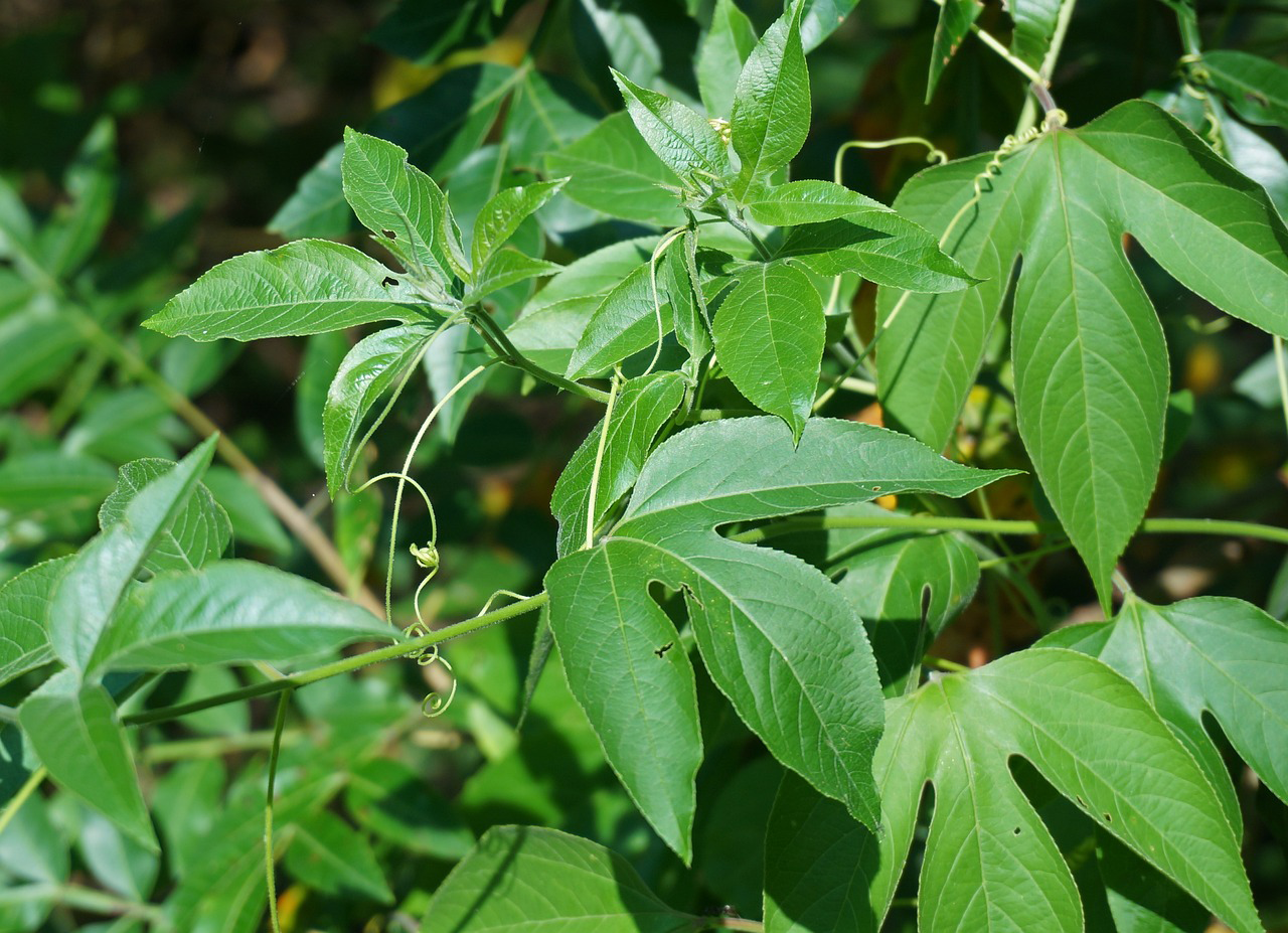 Organic Passion Flower