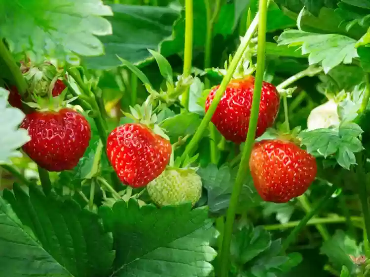 Organic Strawberry Powder